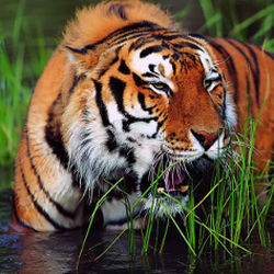 Bengal Tiger Coffee 1  lb - Free Shipping