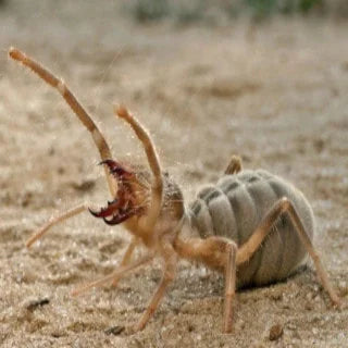 Camel Spider Coffee 1 lb - Free Shipping